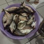 DISTRIBUICAO DOS PEIXES 6