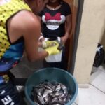 DISTRIBUICAO DOS PEIXES 7